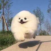 ヒメ日記 2025/04/12 16:31 投稿 新人・芹香(せりか) グランドオペラ福岡