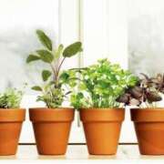 ヒメ日記 2025/04/17 13:05 投稿 新人・芹香(せりか) グランドオペラ福岡