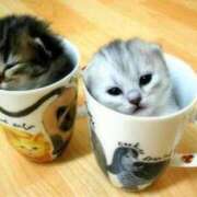 ヒメ日記 2026/03/01 17:57 投稿 チカ(奥方) 奥様幕府