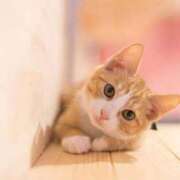 ヒメ日記 2026/03/31 03:17 投稿 チカ(奥方) 奥様幕府