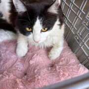 安本みのり 出勤しました 五十路マダム 博多店