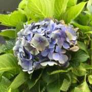 えりな こんばんは 熟女の風俗最終章 高崎店