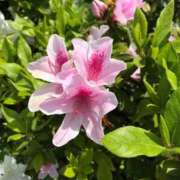 ヒメ日記 2026/04/08 12:48 投稿 えりな 熟女の風俗最終章 高崎店