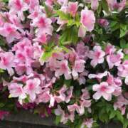 ヒメ日記 2026/04/09 13:14 投稿 えりな 熟女の風俗最終章 高崎店