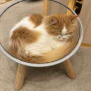 ヒメ日記 2025/02/25 14:47 投稿 井上 MadameRest(マダムレスト)