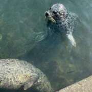 ヒメ日記 2025/07/07 15:49 投稿 ふあ 花火-hanabi-(すすきの)