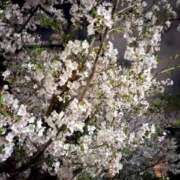 ヒメ日記 2025/04/07 00:13 投稿 はるか パイセン