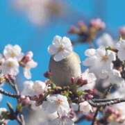 ヒメ日記 2025/04/13 22:50 投稿 はるか パイセン