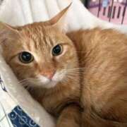 ヒメ日記 2025/04/15 08:07 投稿 るる 千葉人妻セレブリティ（ユメオト）