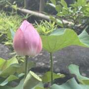 ヒメ日記 2025/06/29 12:21 投稿 るる 千葉人妻セレブリティ（ユメオト）