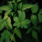 ヒメ日記 2025/02/08 00:47 投稿 鈴音かのんハイスタンダード -NEO-皇帝別館（中央街）