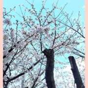 ヒメ日記 2025/04/04 08:05 投稿 きくの 熟女家 ミナミエリア店