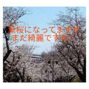 ヒメ日記 2025/04/06 14:05 投稿 きくの 熟女家 ミナミエリア店