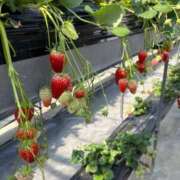 ヒメ日記 2026/03/31 15:46 投稿 つむぎ THE ESUTE HOUSE 柴田