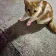 ヒメ日記 2025/11/16 12:30 投稿 ヨル 千葉美女革命