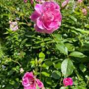 ヒメ日記 2025/05/10 10:06 投稿 瑞姫(みずき) 人妻城 横浜本店