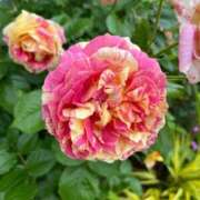 ヒメ日記 2025/05/23 19:14 投稿 瑞姫(みずき) 人妻城 横浜本店