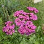 ヒメ日記 2025/07/12 07:06 投稿 瑞姫(みずき) 人妻城 横浜本店