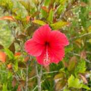 ヒメ日記 2025/08/09 07:20 投稿 瑞姫(みずき) 人妻城 横浜本店