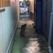 こずえ 運動 奥様特急新潟店