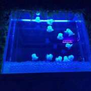 ヒメ日記 2026/01/16 14:47 投稿 黒崎ゆあ -NEO-皇帝別館（中央街）