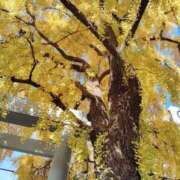 ヒメ日記 2024/12/11 09:06 投稿 すずか【新人割引期間中】 クリスタル