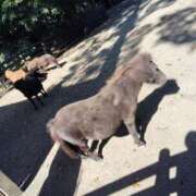 ヒメ日記 2024/12/20 20:56 投稿 すずか【新人割引期間中】 クリスタル