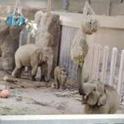 ヒメ日記 2024/12/26 22:16 投稿 すずか【新人割引期間中】 クリスタル