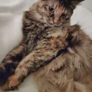 ヒメ日記 2025/01/01 20:56 投稿 すずか【新人割引期間中】 クリスタル