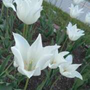 ヒメ日記 2025/01/04 08:11 投稿 すずか【新人割引期間中】 クリスタル