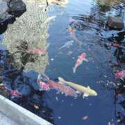 ヒメ日記 2025/01/10 10:46 投稿 すずか【新人割引期間中】 クリスタル