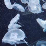 ヒメ日記 2025/01/11 13:46 投稿 すずか【新人割引期間中】 クリスタル