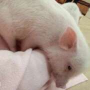 ヒメ日記 2025/01/14 07:56 投稿 すずか【新人割引期間中】 クリスタル