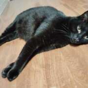 ヒメ日記 2025/02/05 18:06 投稿 すずか【新人割引期間中】 クリスタル