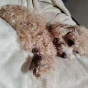 ヒメ日記 2025/02/07 21:36 投稿 すずか【新人割引期間中】 クリスタル