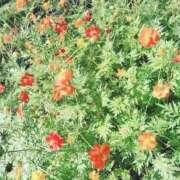 ヒメ日記 2025/03/01 11:46 投稿 すずか【新人割引期間中】 クリスタル