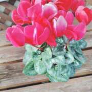 ヒメ日記 2025/04/07 17:36 投稿 すずか【新人割引期間中】 クリスタル