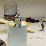 ヒメ日記 2025/04/23 19:56 投稿 すずか【新人割引期間中】 クリスタル