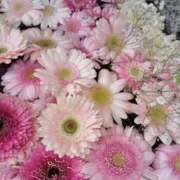 ヒメ日記 2025/04/29 15:36 投稿 すずか【新人割引期間中】 クリスタル