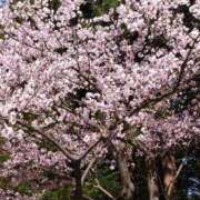 ヒメ日記 2025/05/07 20:26 投稿 すずか【新人割引期間中】 クリスタル