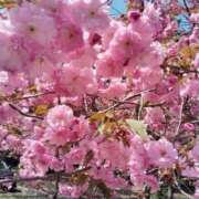 ヒメ日記 2025/05/22 09:46 投稿 すずか【新人割引期間中】 クリスタル