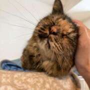 ヒメ日記 2025/06/20 16:26 投稿 すずか【新人割引期間中】 クリスタル