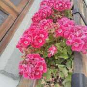 ヒメ日記 2025/07/04 00:16 投稿 すずか【新人割引期間中】 クリスタル