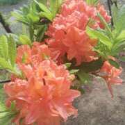 ヒメ日記 2025/07/20 11:16 投稿 すずか【新人割引期間中】 クリスタル