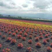 ヒメ日記 2025/07/23 12:26 投稿 すずか【新人割引期間中】 クリスタル