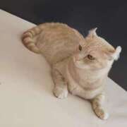 ヒメ日記 2025/07/29 18:54 投稿 すずか【新人割引期間中】 クリスタル