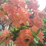 ヒメ日記 2025/08/01 12:26 投稿 すずか【新人割引期間中】 クリスタル