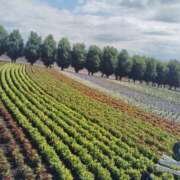 ヒメ日記 2025/08/28 10:16 投稿 すずか【新人割引期間中】 クリスタル