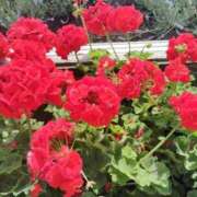 ヒメ日記 2025/09/19 22:36 投稿 すずか【新人割引期間中】 クリスタル