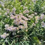 ヒメ日記 2025/10/05 13:07 投稿 すずか【新人割引期間中】 クリスタル